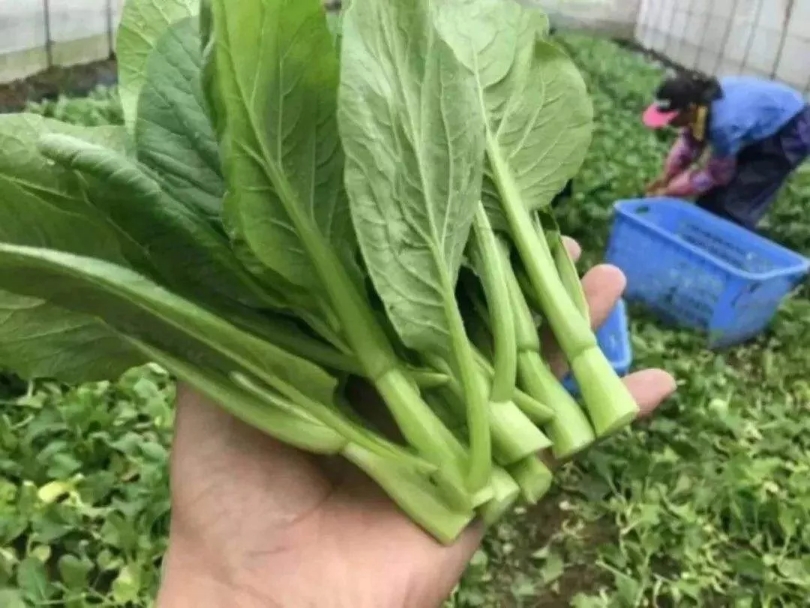 十分钟get配送企业生鲜保鲜秘诀